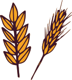 corn branch